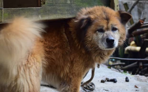中华田园犬禁养怎么办 中华田园犬禁养怎么办