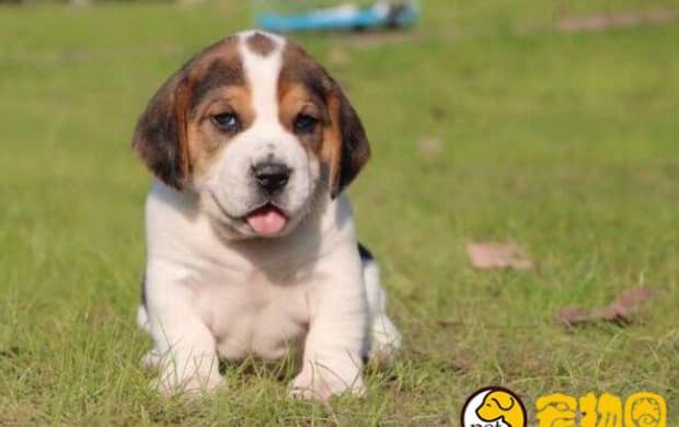比格犬适合家养吗 比格犬适合家养吗