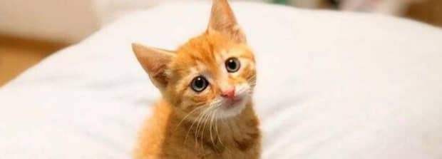 怎么橘猫不胖橘猫太瘦是不健康吗吃什么增肥