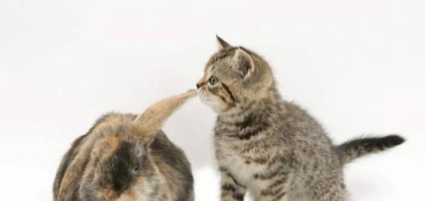 2024母猫绝育多少钱