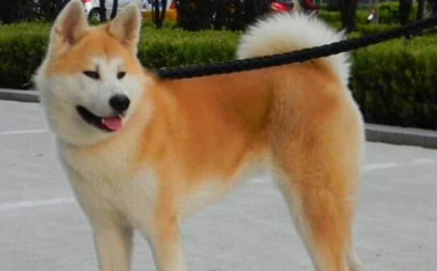 秋田犬为什么禁养