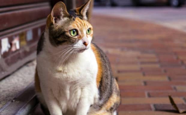 猫吃鸭肉的好处和坏处