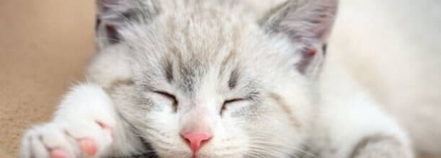 猫咪会不会装死 猫咪会不会装死