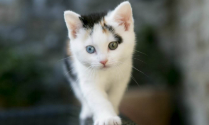 猫咪感冒一般吃几天药