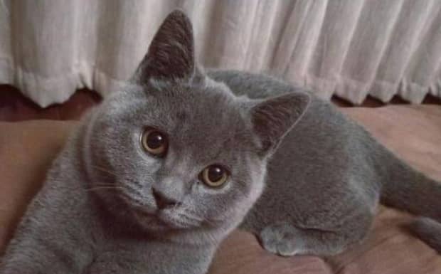英短蓝猫的优缺点都有哪些