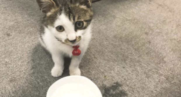猫咪最多可以饿几天