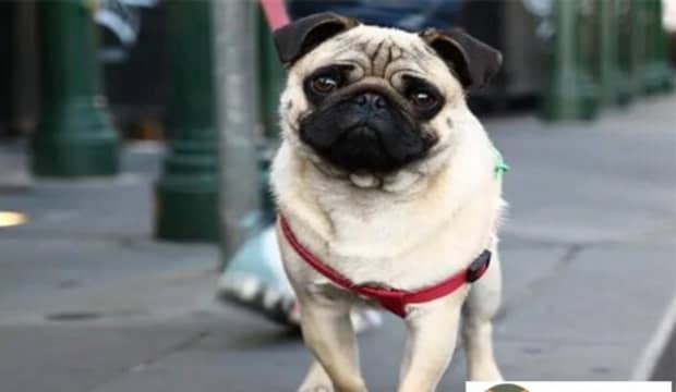 八哥犬多少钱一只-500元的巴哥犬好不好