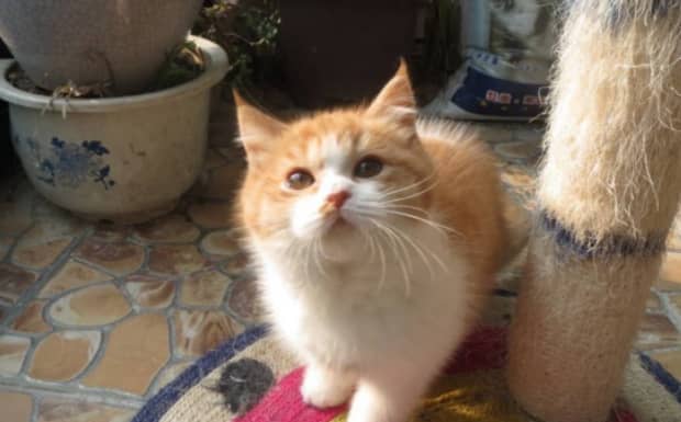 猫正常一胎生几只小猫