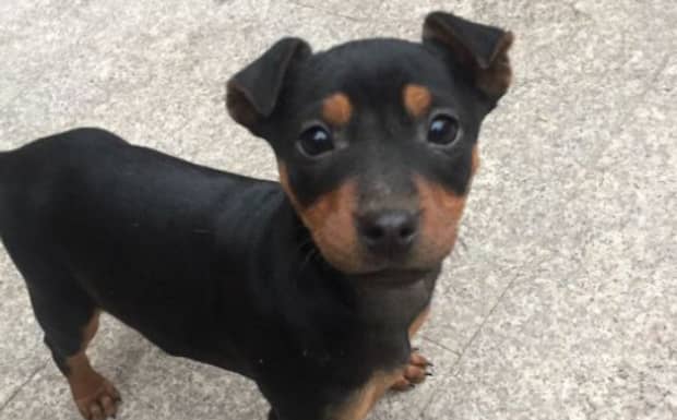 太仓犬如何挑选