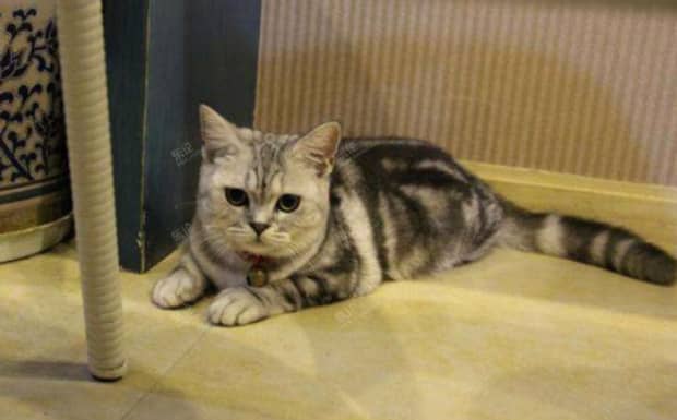 什么猫算疯猫