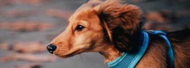 腊肠犬为何养的人少原因有7个