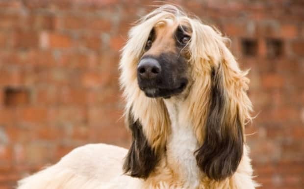 世界十大傻狗排名哈士奇都没进前三斗牛犬超凶猛