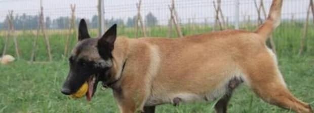 幽灵犬究竟是什么品种 幽灵犬究竟是什么品种