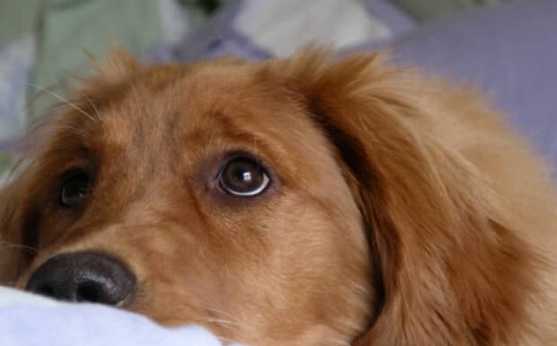 狗狗大便带血怎么办