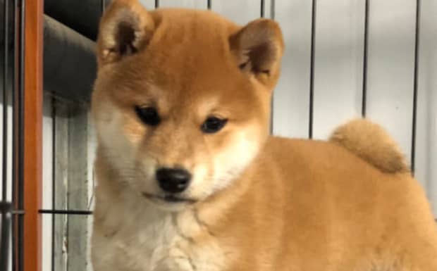 秋田犬与柴犬区别