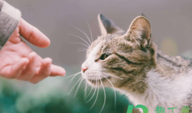 猫怕什么气味一闻就跑 猫怕什么气味一闻就跑