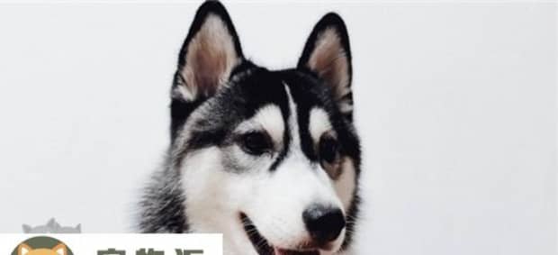 适合家庭饲养的大型犬有什么
