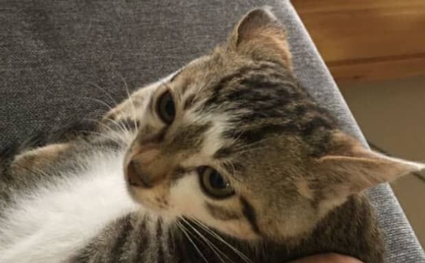 怎么看猫有没有得猫腹水 怎么看猫有没有得猫腹水