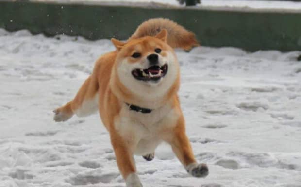 柴犬和秋田犬的区别是什么哪种好养些