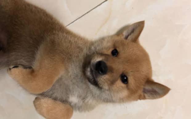 我家狗狗大便后拉黑血是什么病吃点什么药呢