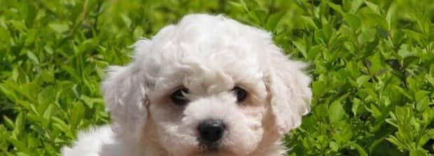 杂交犬和纯种犬有什么区别