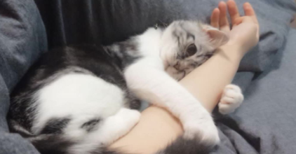 买猫怎么看猫粘不粘人