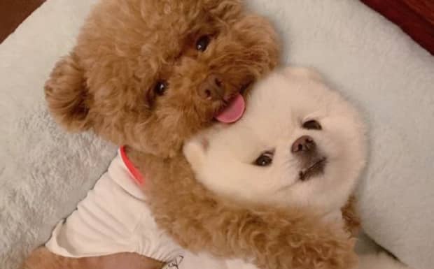 狗儿患皮肤病一般能自愈吗 狗儿患皮肤病一般能自愈吗