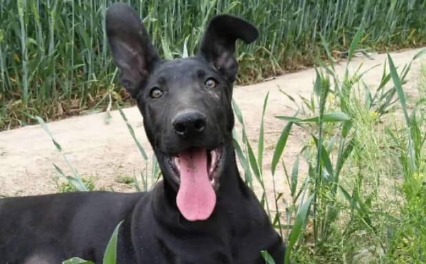 狼犬身高排名