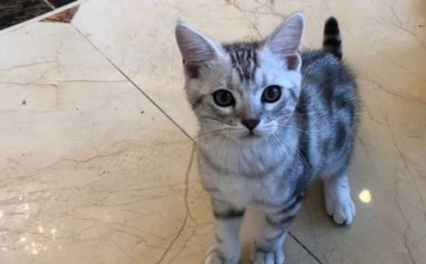 养猫注意事项