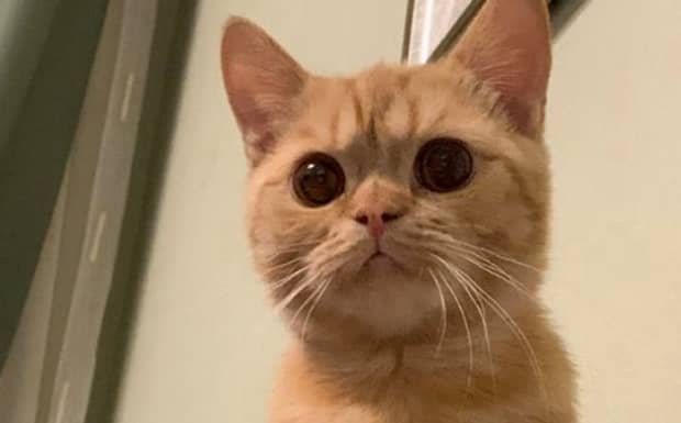 十大便宜好养的猫