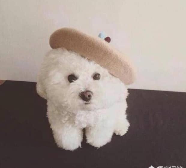 哪种宠物狗长不大非常可爱