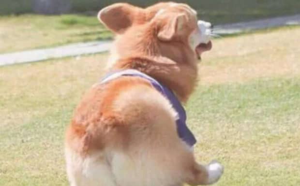 为什么养柯基的人都后悔