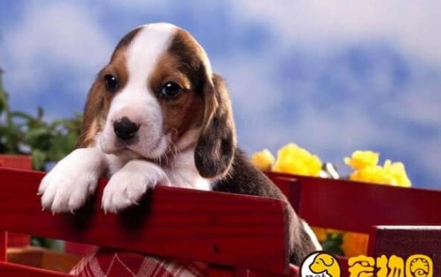 比格犬适合家养吗 比格犬适合家养吗