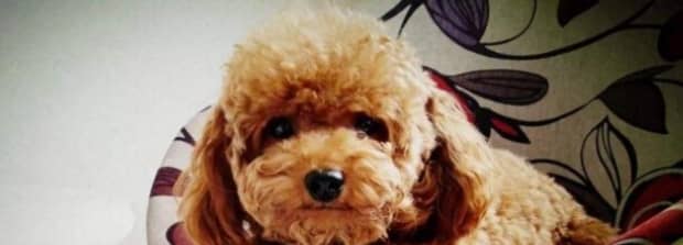 狗狗几个月开始认主人 狗狗几个月开始认主人