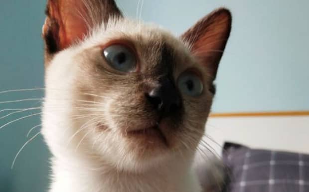 猫咪真的无时无刻都在想杀死主人吗 猫咪真的无时无刻都在想杀死主人吗