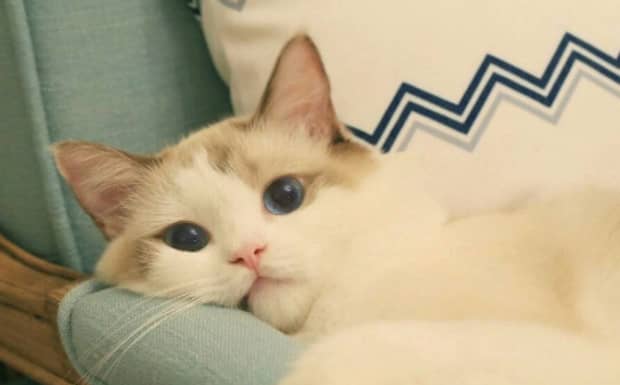 女孩养猫的好处和坏处