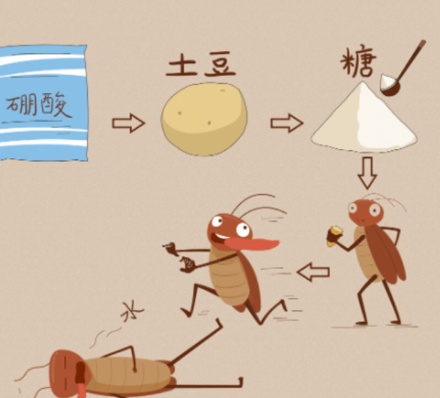有一只蟑螂就有一窝吗
