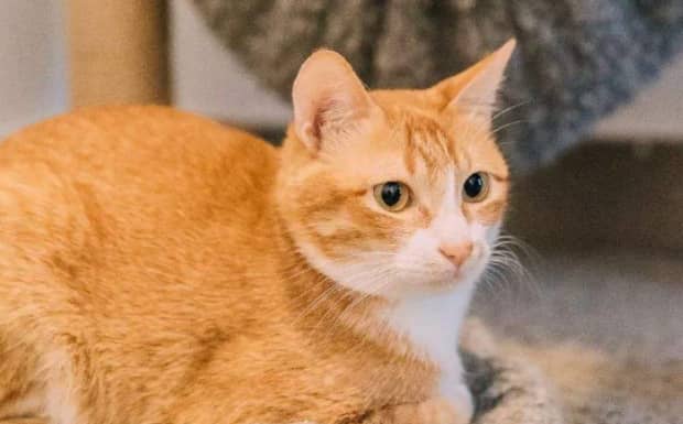 女孩养猫的好处和坏处