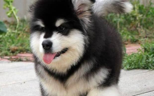 两个月的阿拉斯加犬为什么喜欢咬人手