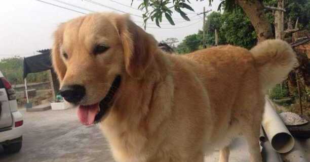 适合新手养的中小型犬