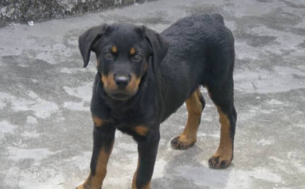 罗威纳犬怕什么 罗威纳犬怕什么