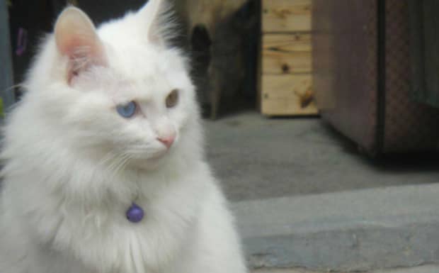 母猫养哪种品种好