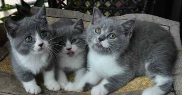 新手第一次养猫养哪个品种比较好 新手第一次养猫养哪个品种比较好