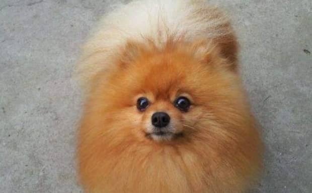 什么品种的小型犬适合家养