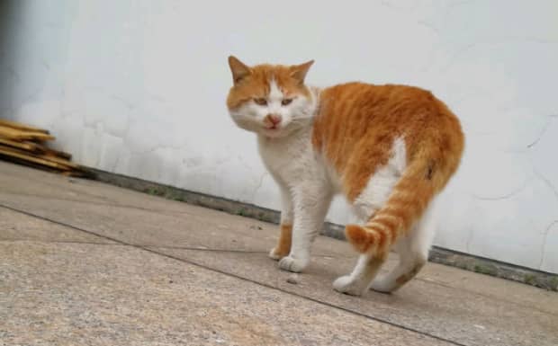 猫咪绝育的利与弊