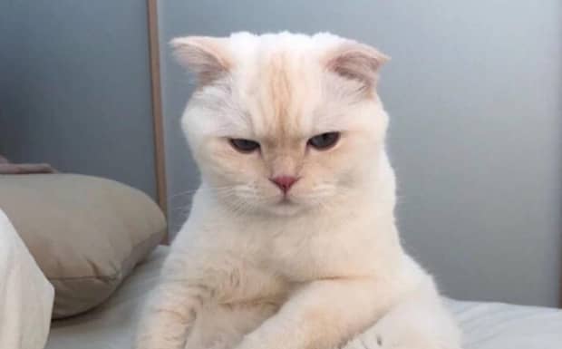 为什么猫不能打头传说