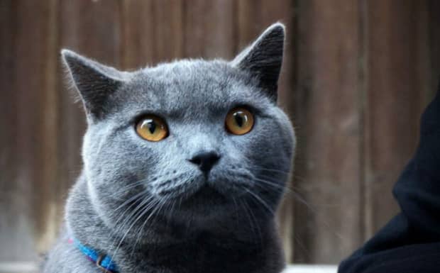 英短蓝猫一般多少钱一只