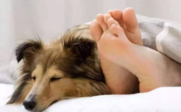 狗狗可以和人一起上床睡觉吗