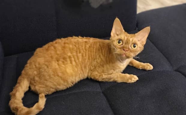建议养的10种猫不掉毛的猫 建议养的10种猫不掉毛的猫