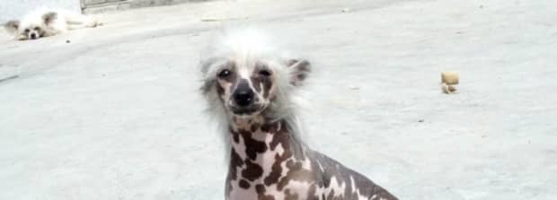 刚出生的博美没有毛能活吗 刚出生的博美没有毛能活吗